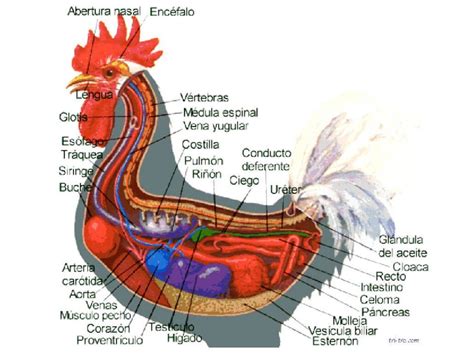 pene de un gallo|Anatomía del aparato reproductor del gallo: Todo lo。